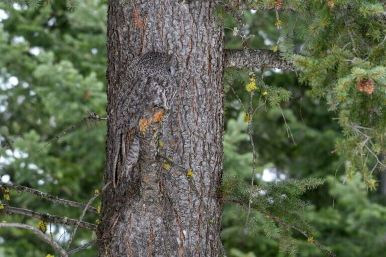 Can't imagine what kind of creature the photographer spotted fits the tree perfectly?