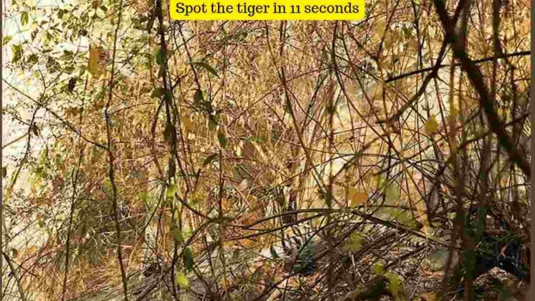 Optical Illusion: Spot the tiger in 11 seconds