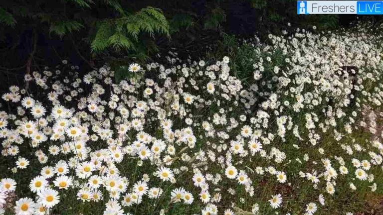 Only individuals with Sharp Vision can spot the dog among the daisy flowers in 10 seconds.