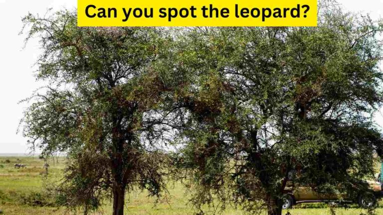 Optical Illusion- Spot the leopard within 8 seconds