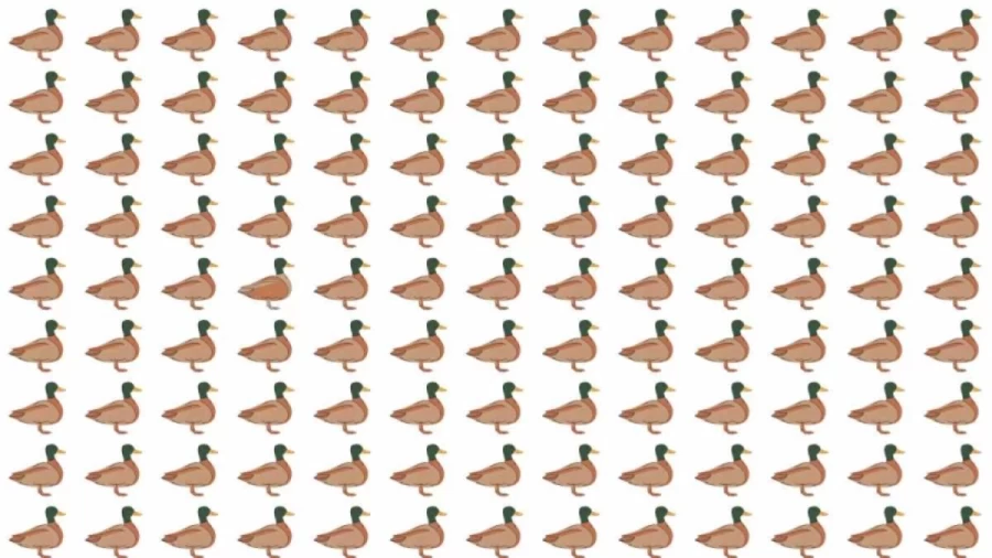 Optical Illusion: Can you find the Odd Duck in 12 Seconds?
