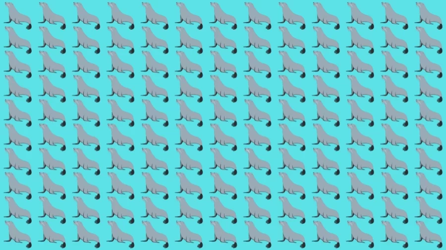 Optical Illusion Brain Test: If you have Eagle Eyes find the Odd Seal Animal in 8 Seconds