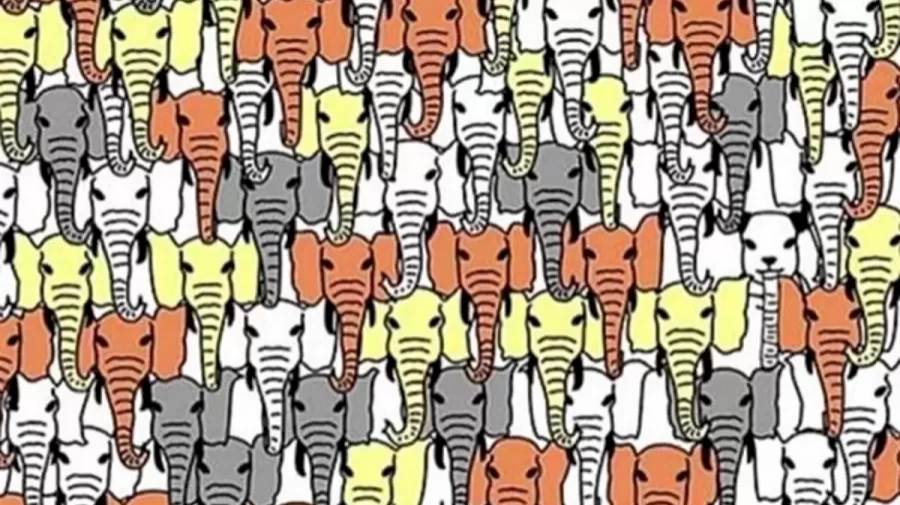 Optical Illusion Eye Test: You Have Only 12 Seconds To Find The Panda Among These Elephants. Your Time Starts Now!