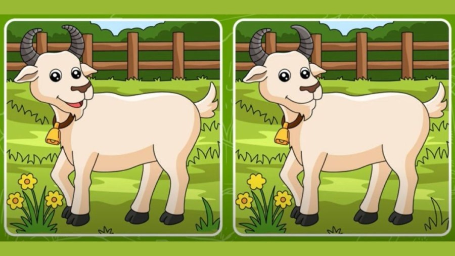 Brain Teaser: Test your Eye Sight with this Picture Puzzle Spot 5 Differences within 20 Secs
