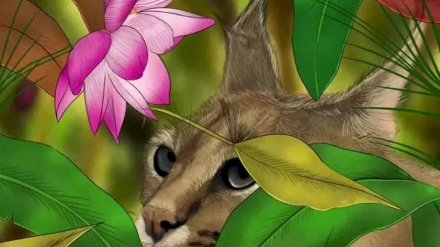 Can You Spot a Bird from this Cat Optical Illusion Image?