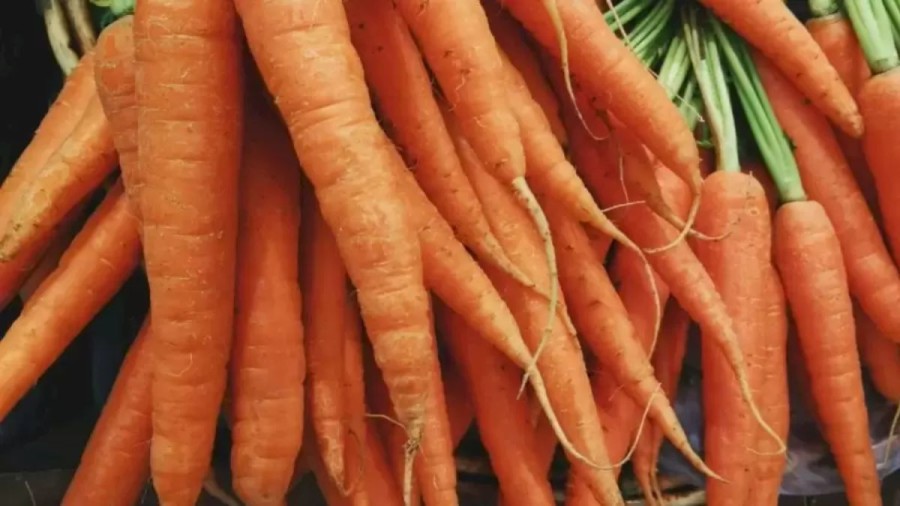 Optical Illusion: A Bunny is Waiting to Eat the Carrots. Can You Spot It?