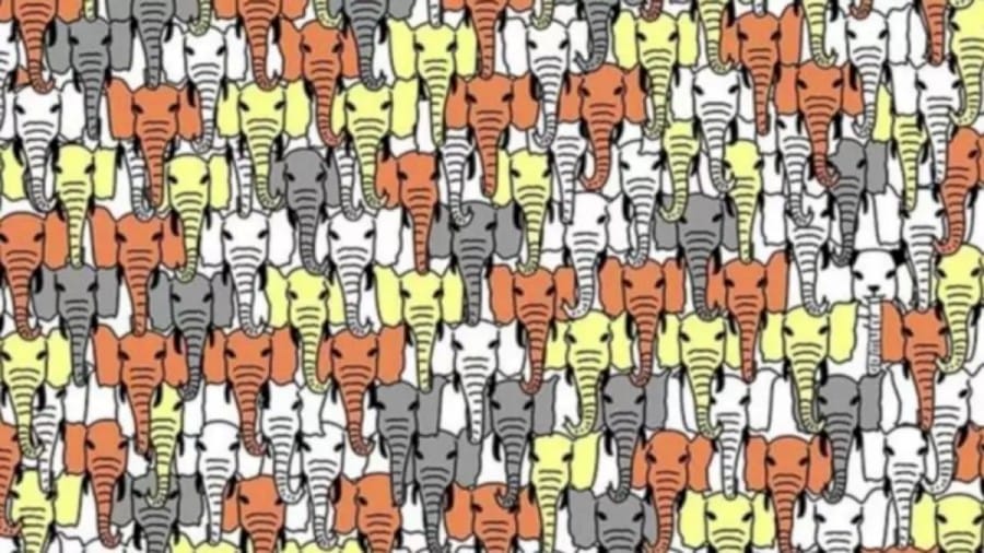 Optical Illusion Brain Test: Can You Find the Hidden Panda Among the Elephants Within 45 Seconds?