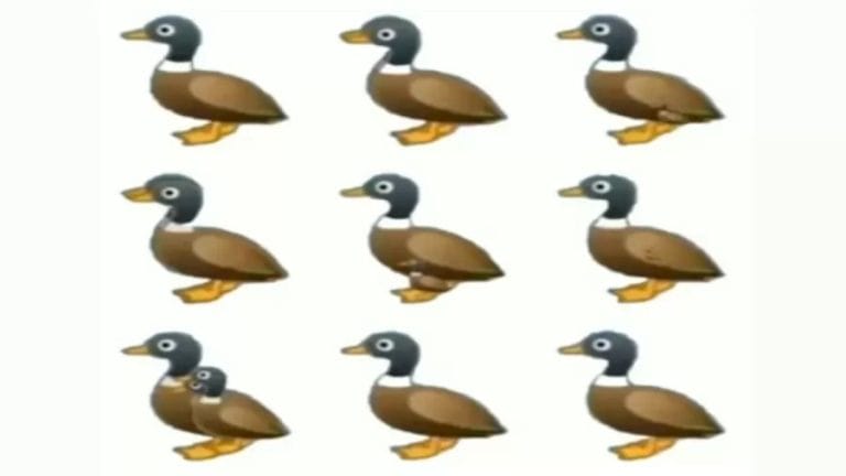 Brain Teaser: How Many Ducks Are There In The Picture? Picture Puzzle