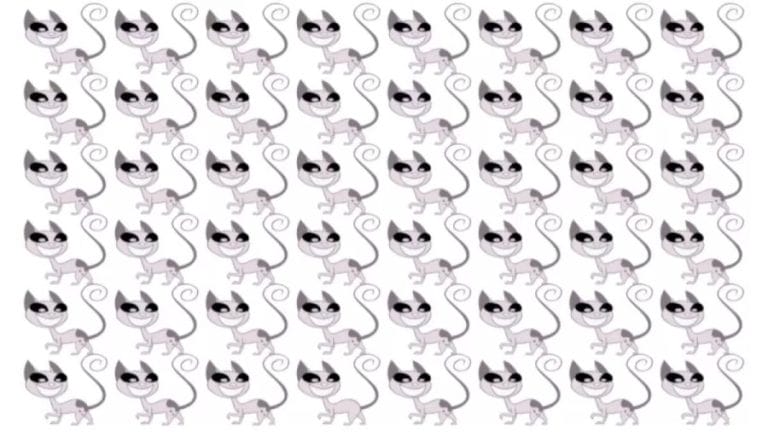 Brain Teaser Picture Puzzle: Which Cat Is Different?