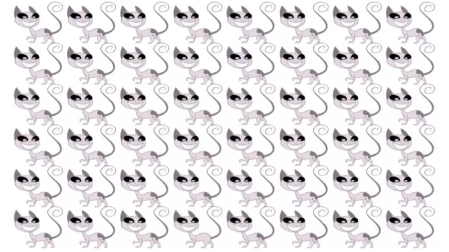 Brain Teaser - Which Cat Is Different? Picture Puzzle