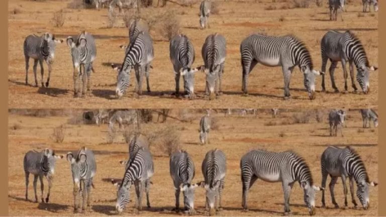Can You Find The Hidden Lion Among The Zebra Within 15 Seconds? Explanation And Solution To The Lion Optical Illusion