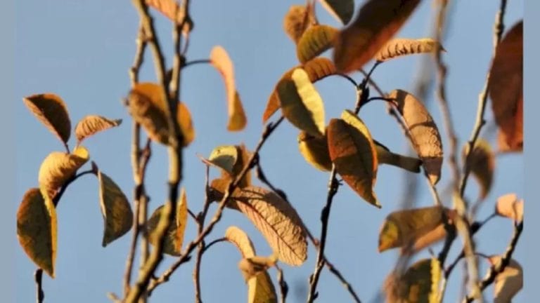 Can You Find The Hidden White-Eyed Bird In The Image Within 22 Seconds? Explanation And Solution To The White-Eyed Bird Optical Illusion
