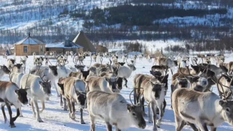 Can You Locate The Hidden Wolf Among These Reindeers Within 17 Seconds? Explanation And Solution To The Hidden Wolf Optical Illusion