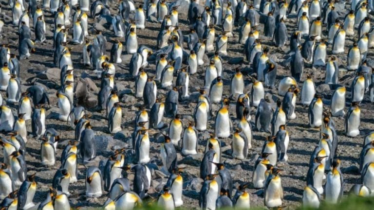 Optical Illusion Brain Test: Finding The Seal Among These Penguins Is Not Easy. Do You Want To Try?