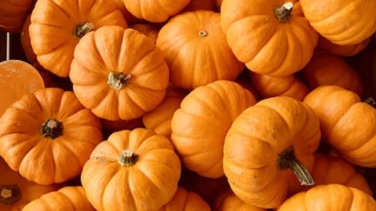 Optical Illusion Brain Test: Orange Among Pumpkins! Spot The Orange In Less Than 13 Seconds