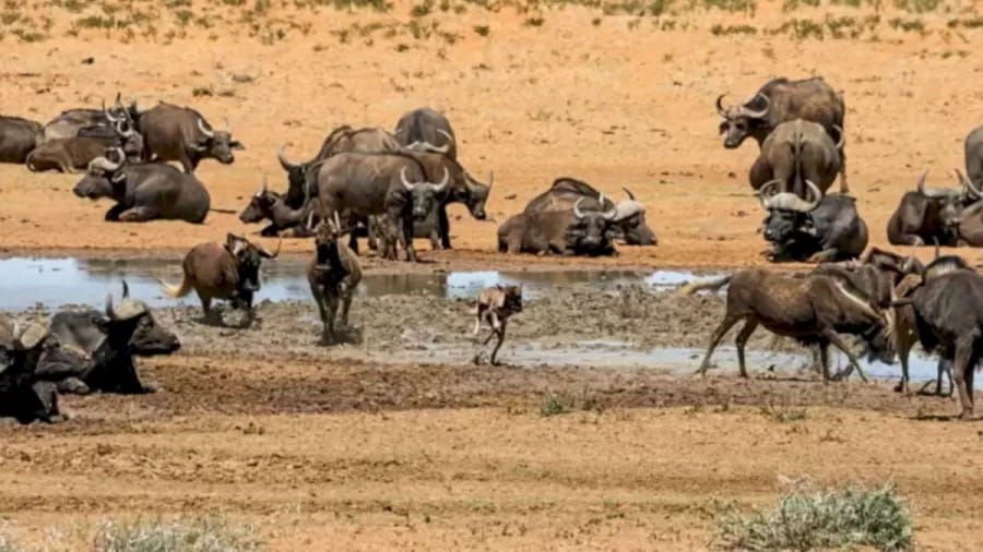 Optical Illusion Find and Seek: Find The Hyena Among These Buffaloes In Less Than 19 Seconds