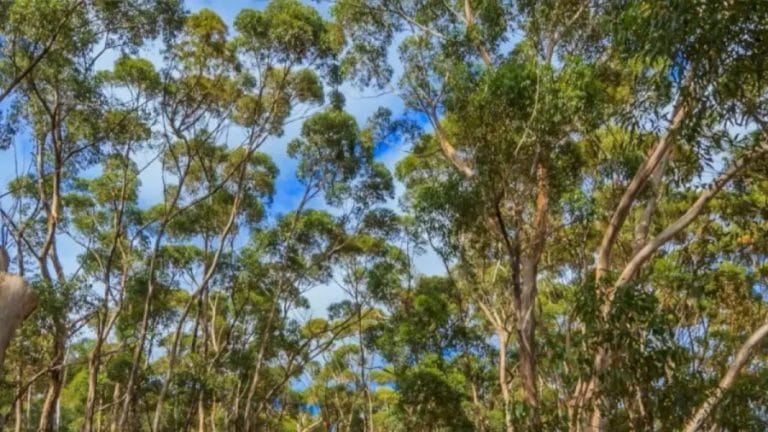 Optical Illusion Hide and Seek: Can You Locate The Koala In This Image In 19 Seconds?