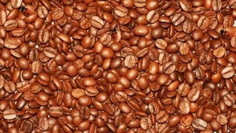 Optical Illusion IQ Test: Only 5% Can You Identify the Hidden Ladybugs among these Coffee Beans within 13 Secs?