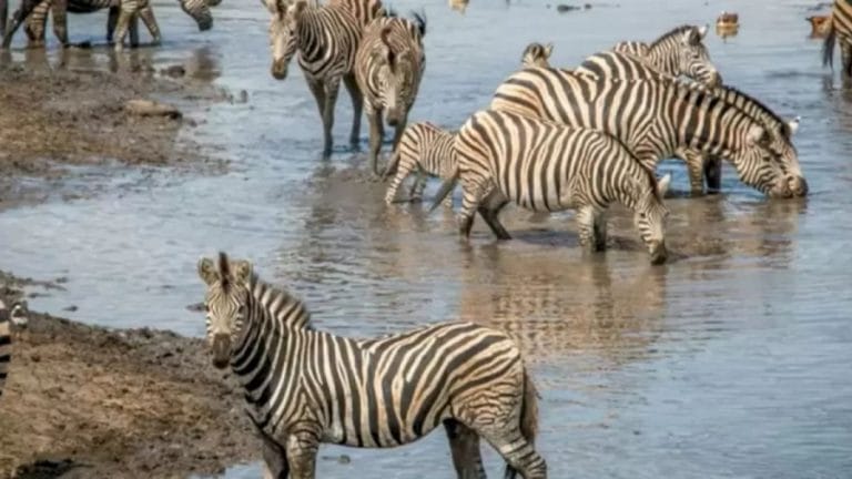Optical Illusion: Save The Zebras From The The Hidden Crocodile. Spot The Crocodile In This Image?
