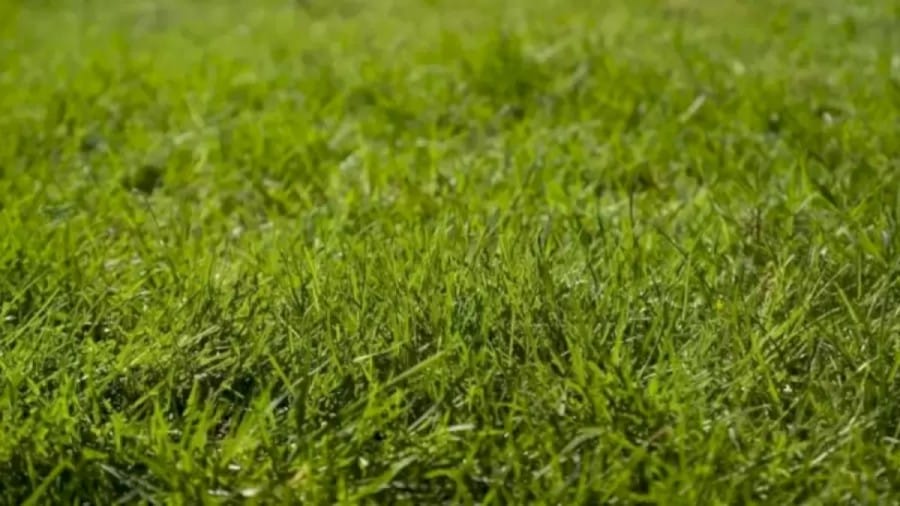 Optical Illusion: There is a Grasshopper Hidden in the Grass. Can You Locate it?